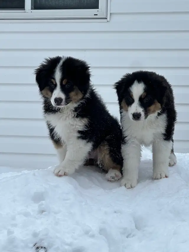CKC Miniature American Shepherd (Mini Aussie) - Photo 9