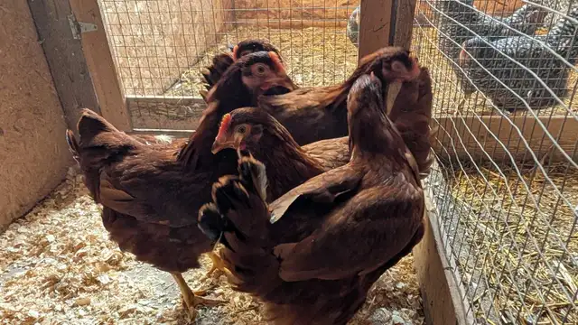 Rhode Island red pullets