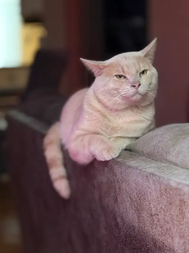 Scottish Straight - Photo 2