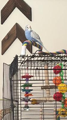 Budgie for adoption - Photo 2