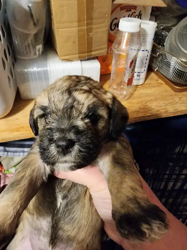 Shih Tzu puppy needs its new home