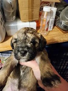 Shih Tzu puppy needs its new home