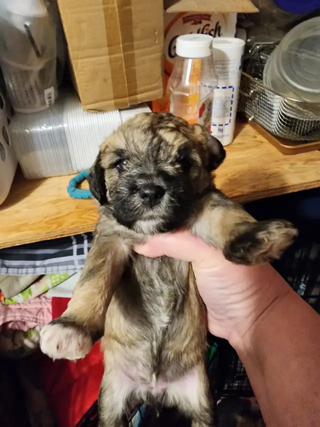 Shih Tzu puppy needs its new home - Photo 2