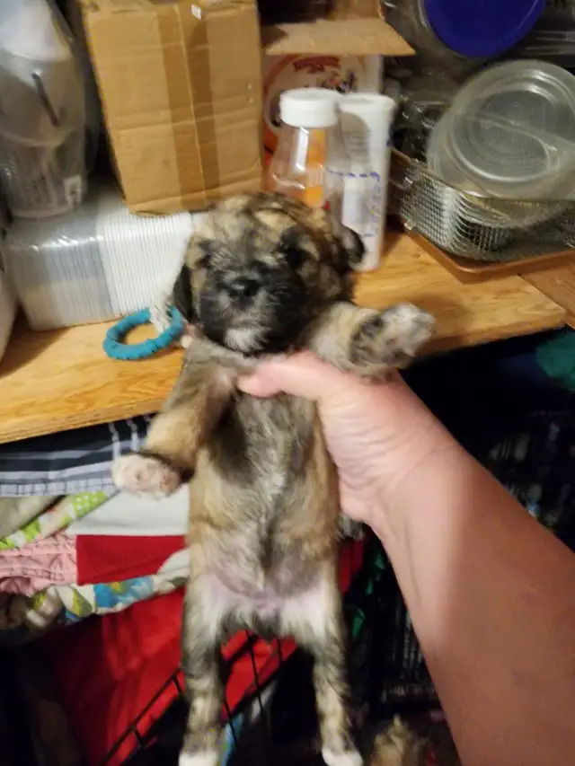 Shih Tzu puppy needs its new home - Photo 3