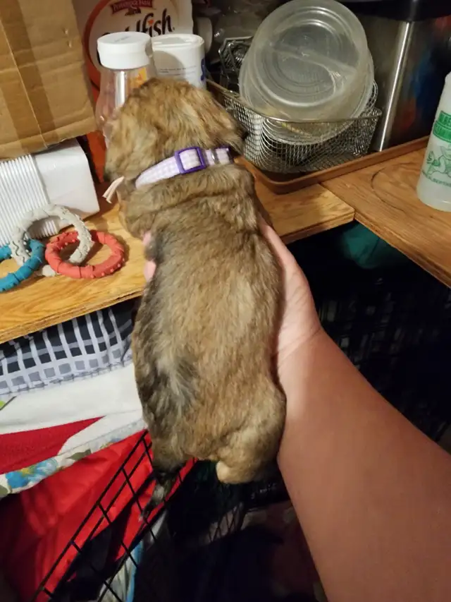 Shih Tzu puppy needs its new home - Photo 4