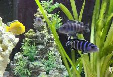 poisson cichlidés