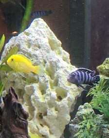 poisson cichlidés - Photo 2