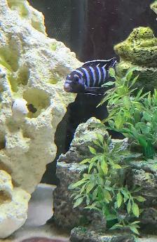 poisson cichlidés - Photo 3