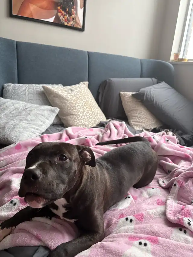 black American bully for adoption ASAP!