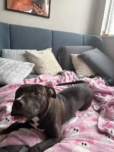 black American bully for adoption ASAP!