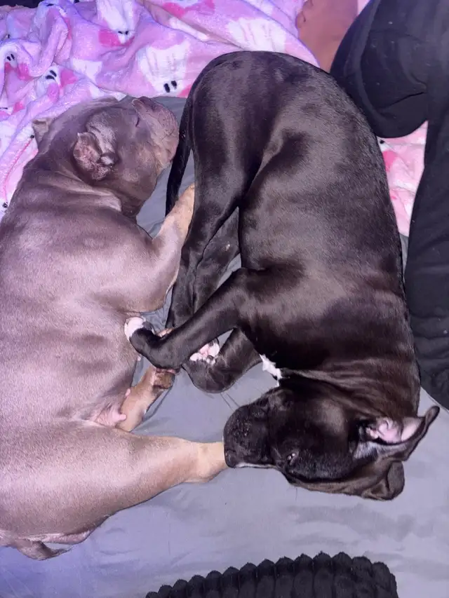 black American bully for adoption ASAP! - Photo 2