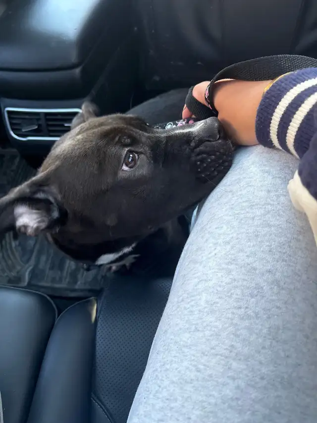 black American bully for adoption ASAP! - Photo 3