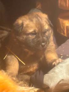 Puppies for rehoming