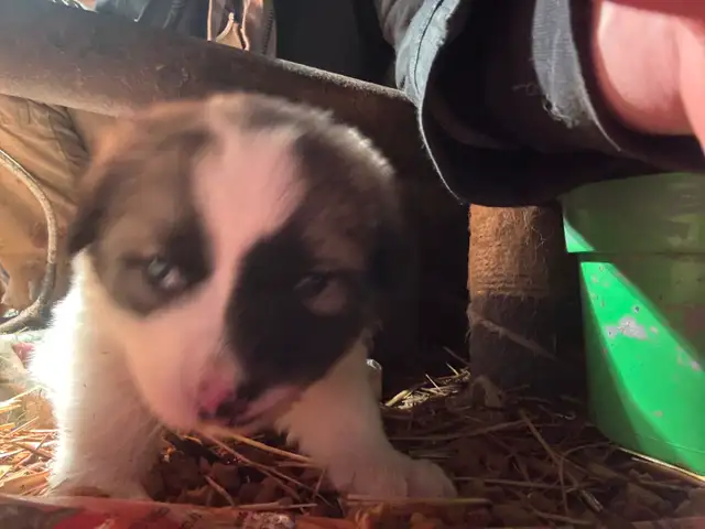 Puppies for rehoming - Photo 2