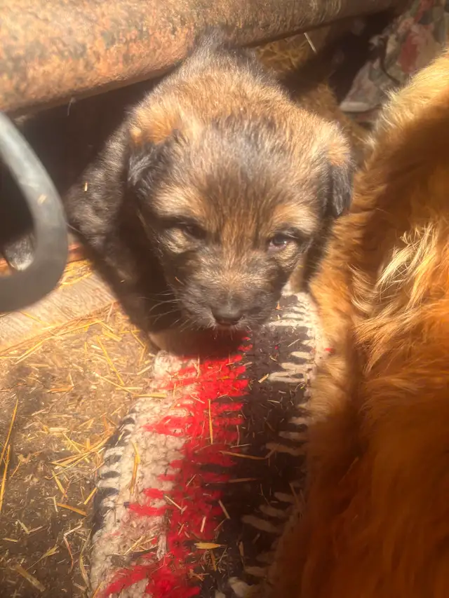 Puppies for rehoming - Photo 3