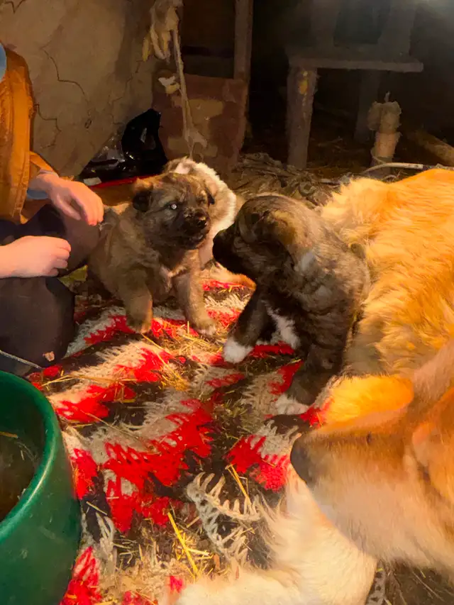 Puppies for rehoming - Photo 5