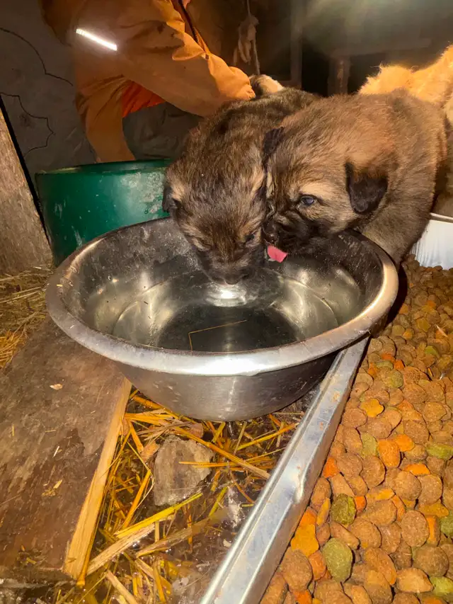 Puppies for rehoming - Photo 6