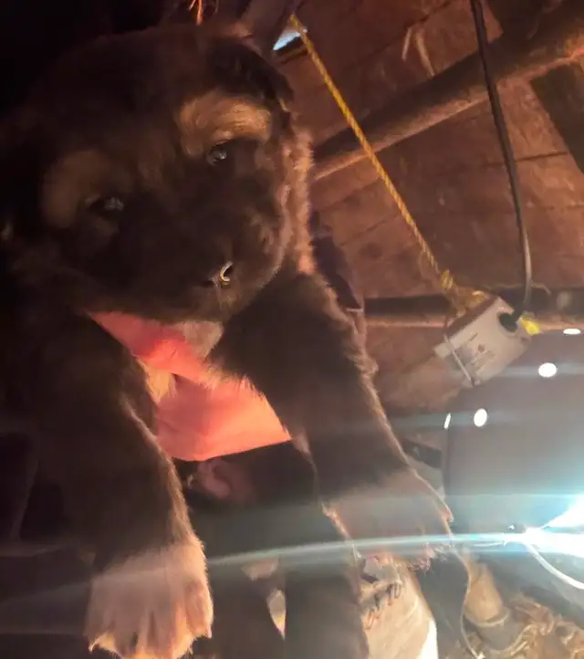 Puppies for rehoming - Photo 7