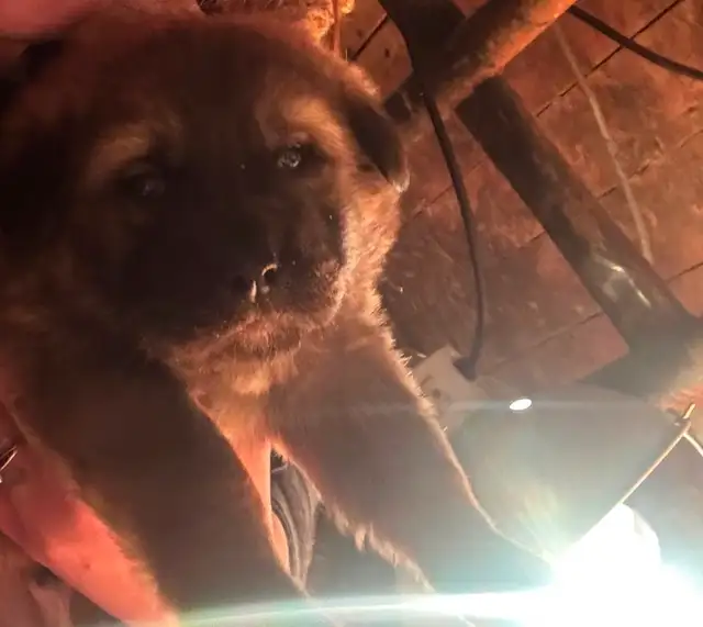 Puppies for rehoming - Photo 8