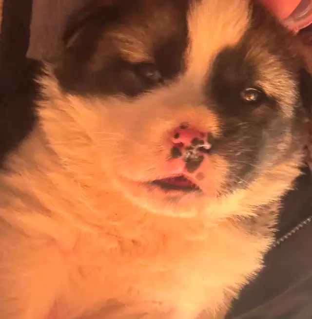 Puppies for rehoming - Photo 9