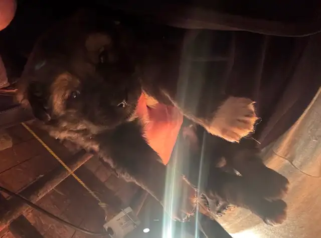 Puppies for rehoming - Photo 10