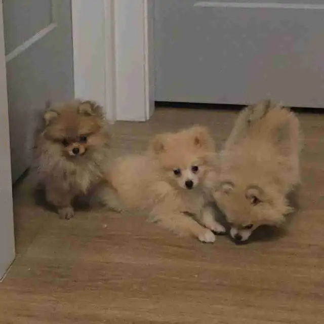 Toy Pom  and Toy Poodle