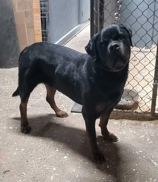 Rottweiler mâle 3 ans