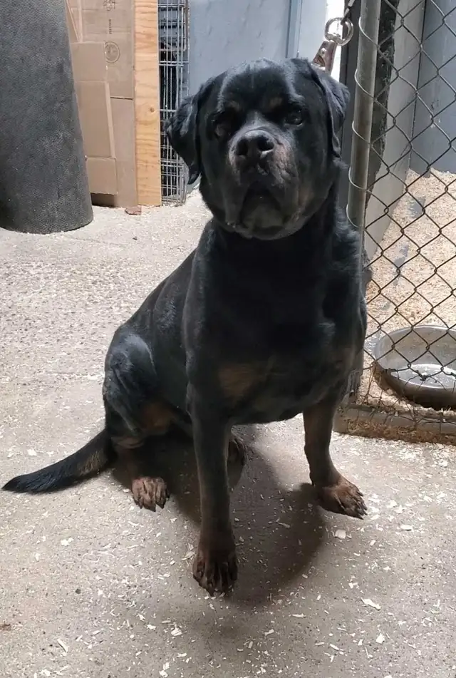 Rottweiler mâle 3 ans - Photo 2