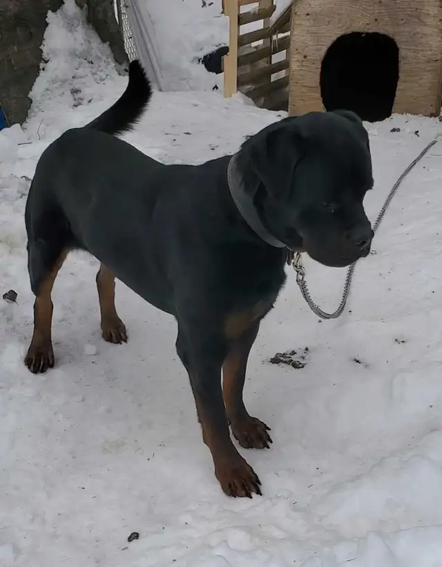Rottweiler mâle 3 ans - Photo 3