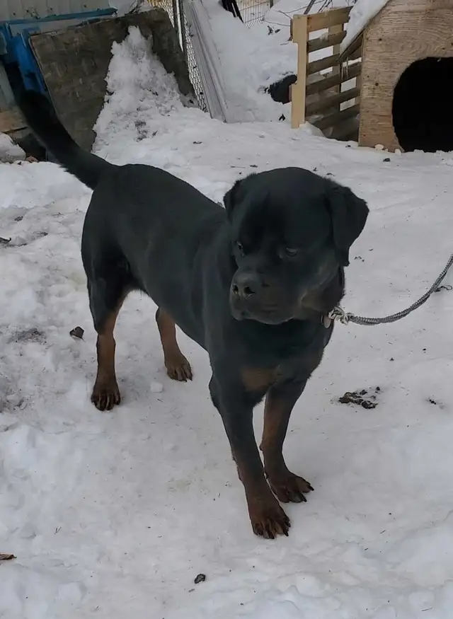 Rottweiler mâle 3 ans - Photo 4