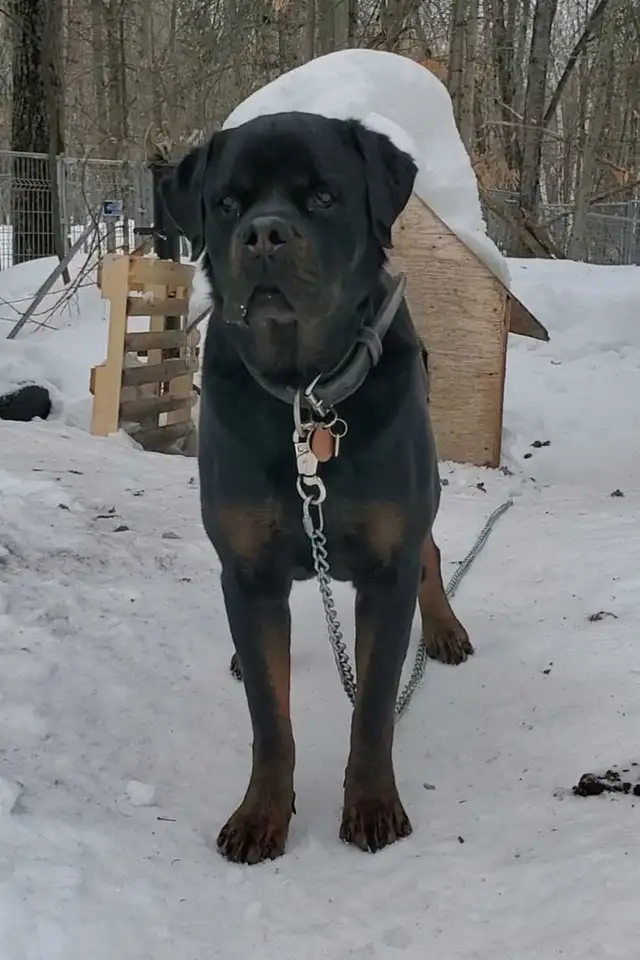 Rottweiler mâle 3 ans - Photo 5