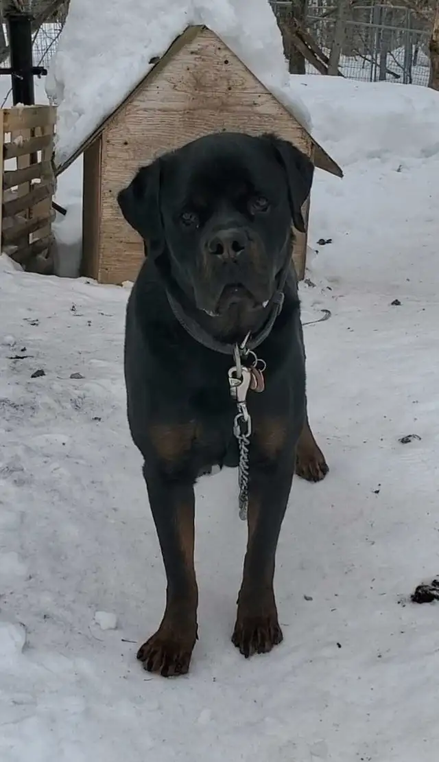 Rottweiler mâle 3 ans - Photo 6