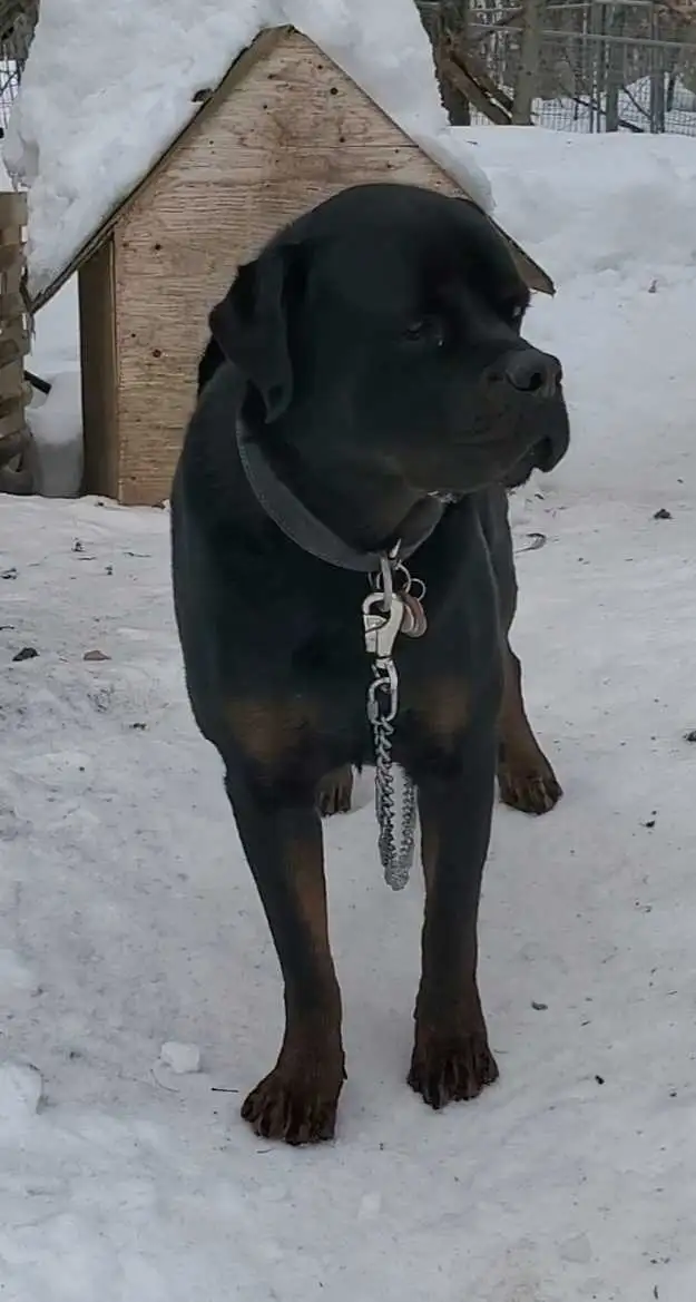 Rottweiler mâle 3 ans - Photo 7