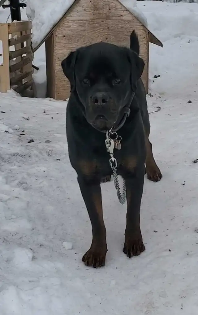 Rottweiler mâle 3 ans - Photo 8