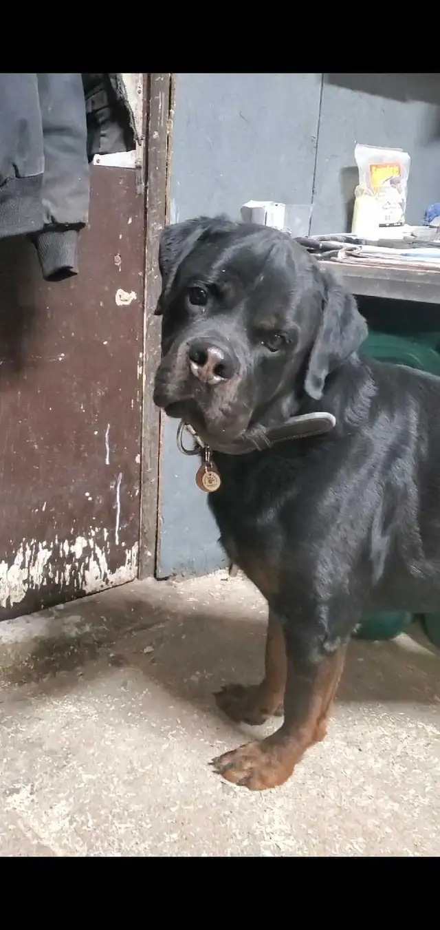 Rottweiler mâle 3 ans - Photo 9