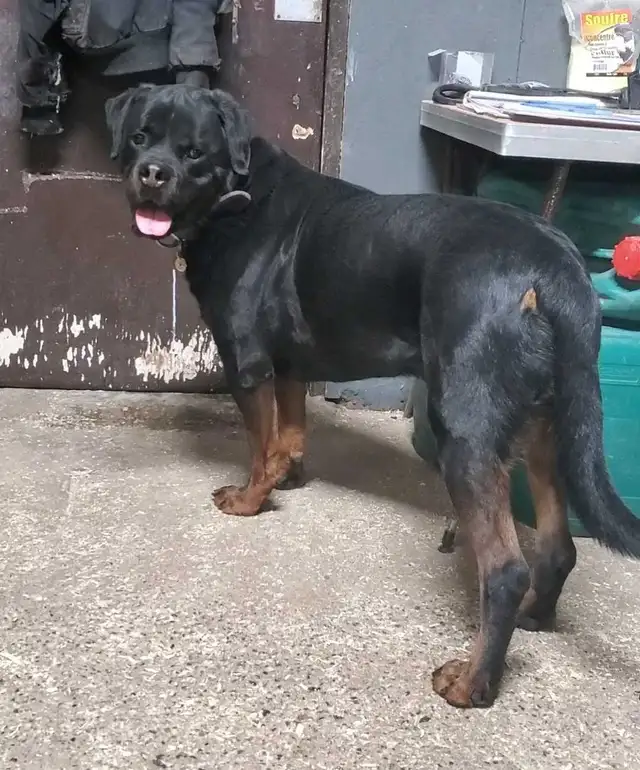 Rottweiler mâle 3 ans - Photo 10