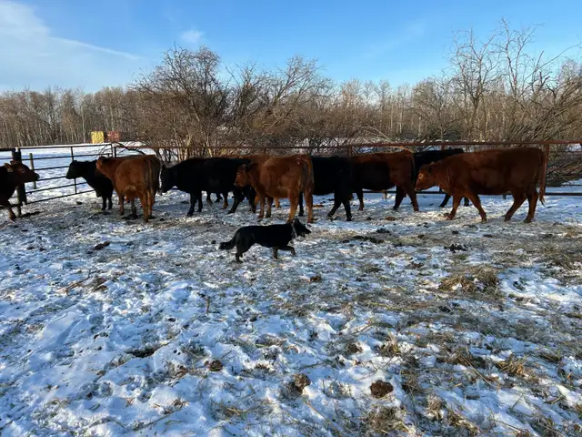 15 One Iron Ranch Raised Bred Heifers