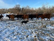 15 One Iron Ranch Raised Bred Heifers