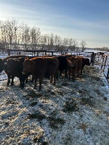 15 One Iron Ranch Raised Bred Heifers - Photo 2