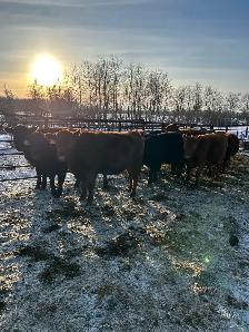 15 One Iron Ranch Raised Bred Heifers - Photo 3