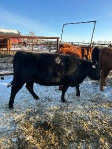15 One Iron Ranch Raised Bred Heifers - Photo 4