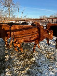 15 One Iron Ranch Raised Bred Heifers - Photo 5