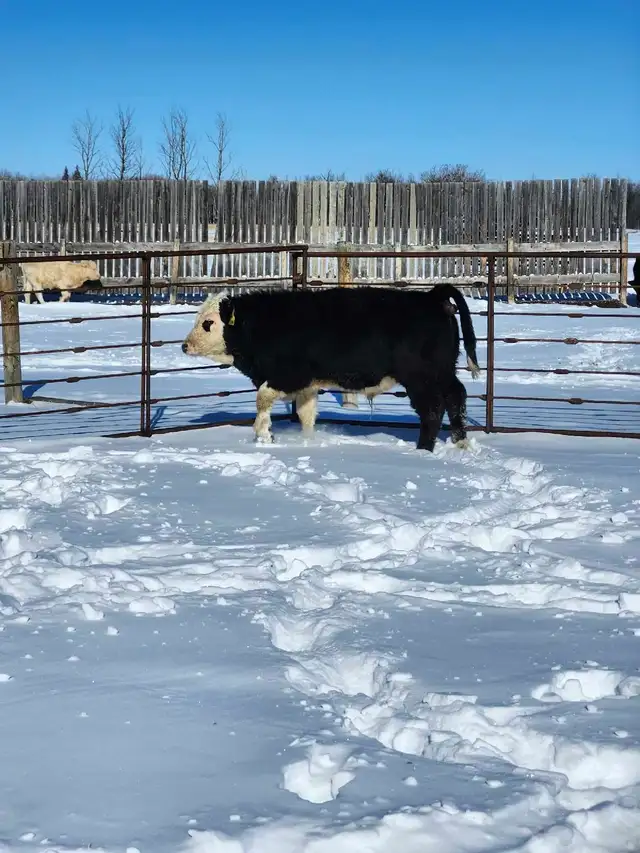 home raised bulls - Photo 2