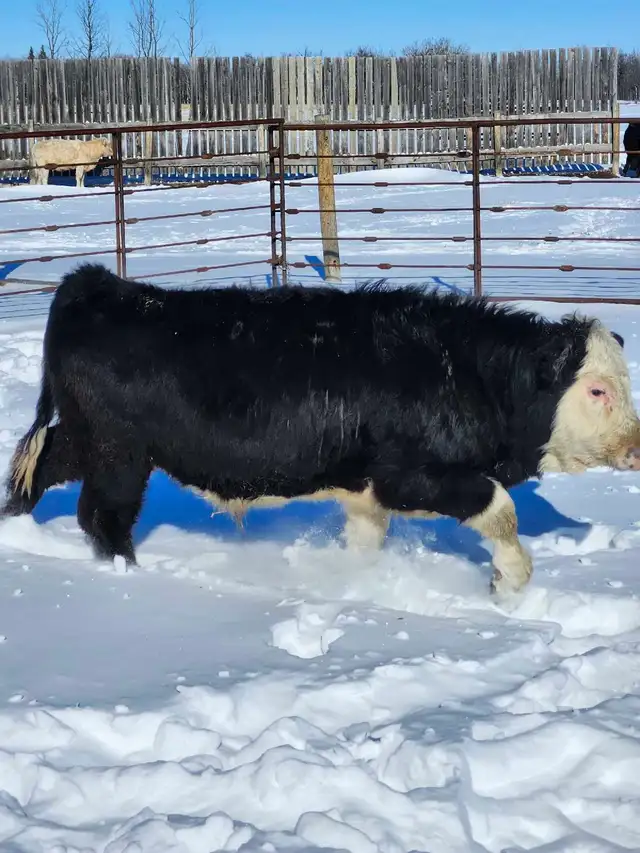 home raised bulls - Photo 3