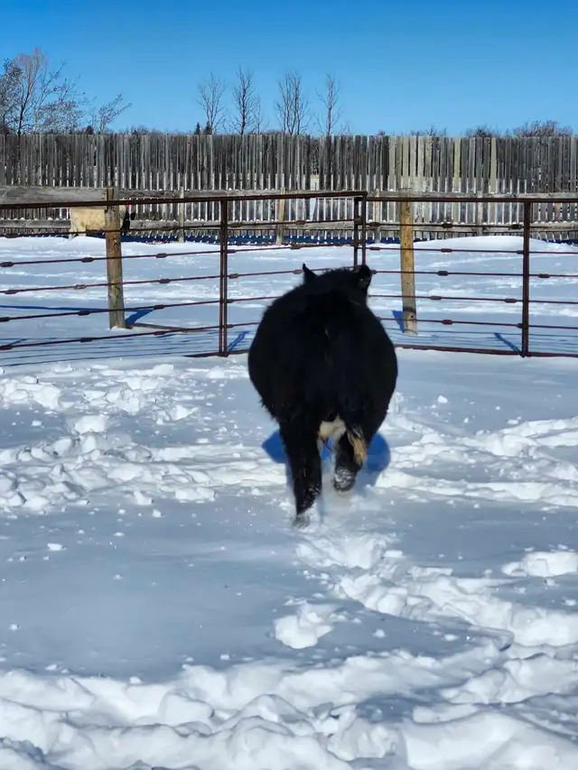 home raised bulls - Photo 4