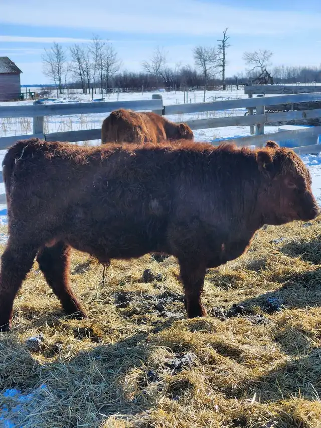 home raised bulls - Photo 5