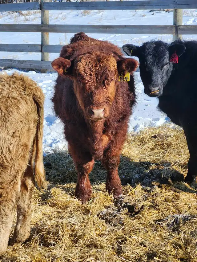 home raised bulls - Photo 6