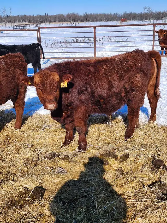 home raised bulls - Photo 7