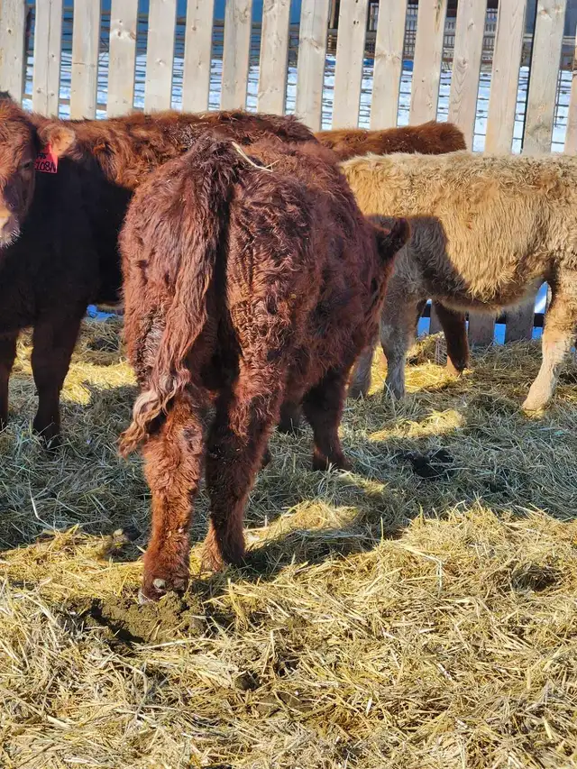 home raised bulls - Photo 8