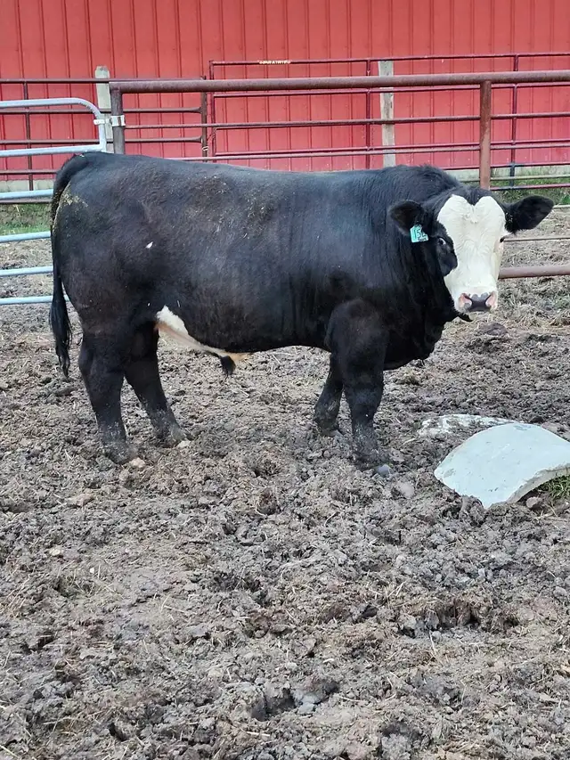 home raised bulls - Photo 9